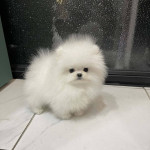 Biela šálka pomeranianské šteniatka. – fotka 2
