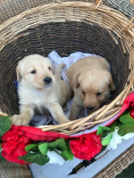 úžasné šteniatka labradora – fotka 2