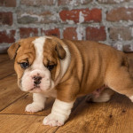 Šteniatka britského buldoga sú k dispozícii na adopciu – fotka 2