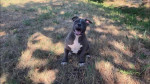 American bully pocket bez pp – fotka 2