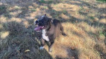 American bully pocket bez pp – fotka 3