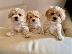 Psík a sučka hnedé akc maltipoo šteniatka na adopciu – fotka 2