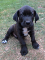 Predám šteniatka Cane corso  – fotka 2