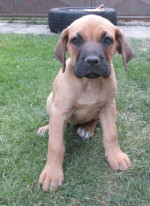 Predám šteniatka Cane corso  – fotka 3