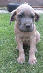 Predám šteniatka Cane corso  – fotka 4