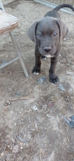 Na predaj krásne šteniatka Cane Corso  – fotka 4