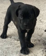 Cane Corso  – fotka 2