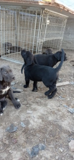 Cane Corso  – fotka 3