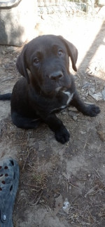 Cane Corso  – fotka 4