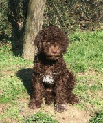 Lagotto romanolo – fotka 2