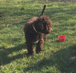 Lagotto romanolo – fotka 3
