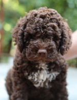 Lagotto romanolo – fotka 4