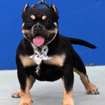 American bully pocket – fotka 2