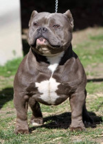 American bully pocket – fotka 3