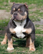 American bully pocket – fotka 4