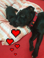 Staffordshire Bull Terrier  – fotka 3