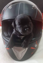 Staffordshire Bull Terrier  – fotka 4
