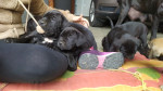 Cane corso – fotka 2