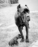 Cane corso – fotka 3