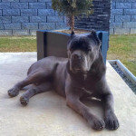 Cane corso – fotka 4