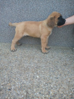 Anglický mastiff  – fotka 2