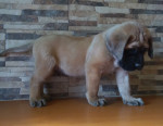 Anglický mastiff  – fotka 3