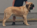 Anglický mastiff  – fotka 4