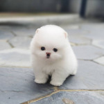Šteniatka pomeranian na adopciu – fotka 2
