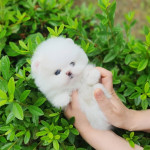 Šteniatka pomeranian na adopciu – fotka 3