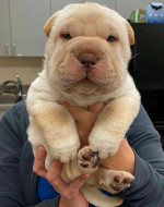 Šteniatka Shar-Pei sú k dispozícii na adopciu – fotka 2