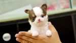 Čivava šteniatka na adopciu – fotka 2