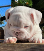 AKC registrácia šteniatka anglického buldoga – fotka 3