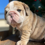 AKC registrácia šteniatka anglického buldoga – fotka 4