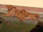 Bordeauxska doga – fotka 3
