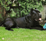 Cane Corso – fotka 2