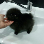 Pomeranian najvyššej kvality – fotka 2
