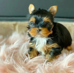 Šteniatka Yorkie na adopciu – fotka 2