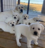 Sladké šteniatka labradora na adopciu – fotka 2