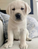Sladké šteniatka labradora na adopciu – fotka 3