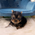 Šteniatka Yorkie na adopciu – fotka 2