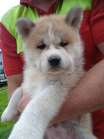 Akita inu – fotka 2