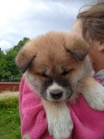 Akita inu – fotka 3