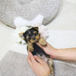 Šteniatka Yorkie na adopciu – fotka 2