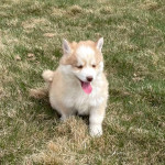 Pomsky šteniatka na adopciu. – fotka 2