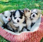 Pomsky šteniatka na adopciu. – fotka 3