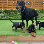 Krásne šteniatka dobermana, – fotka 2