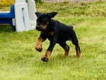Krásne šteniatka dobermana, – fotka 3