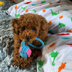 Krásne šteniatka toy pudlíka, – fotka 2
