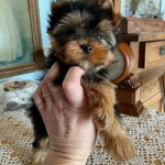 Vynikajúce šteniatka Yorkie. – fotka 2