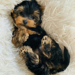 Vynikajúce šteniatka Yorkie. – fotka 4